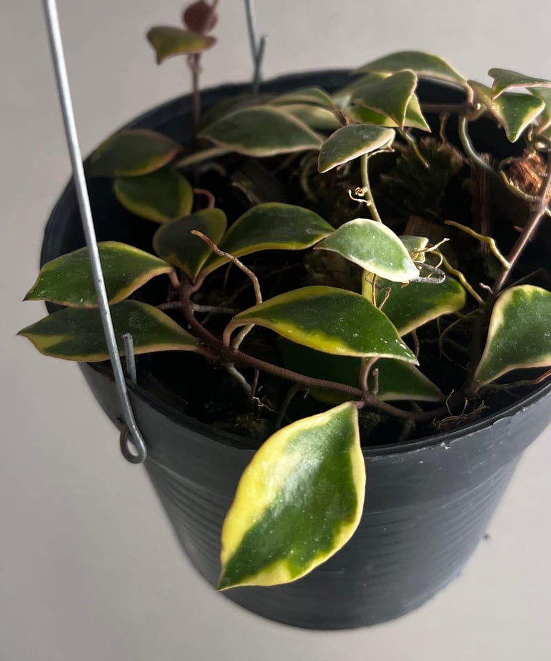 ホヤバコエンシス 斑入 「Hoya bakoensis Variegated」94U | SH