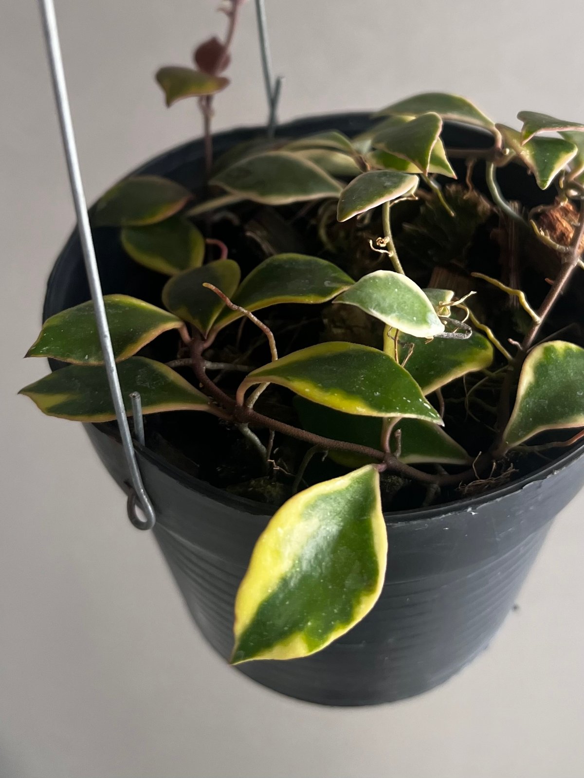 ホヤバコエンシス 斑入 「Hoya bakoensis Variegated」94U | SH