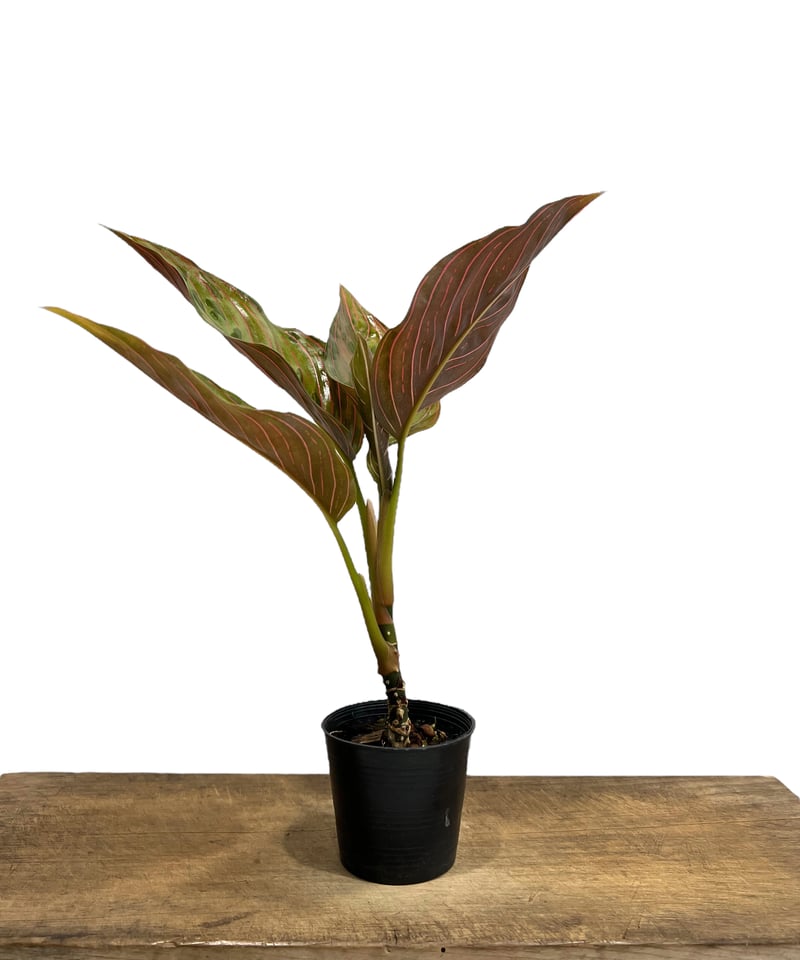 アグラオネマ レッドアーミー 「Aglaonema Red Army」76J