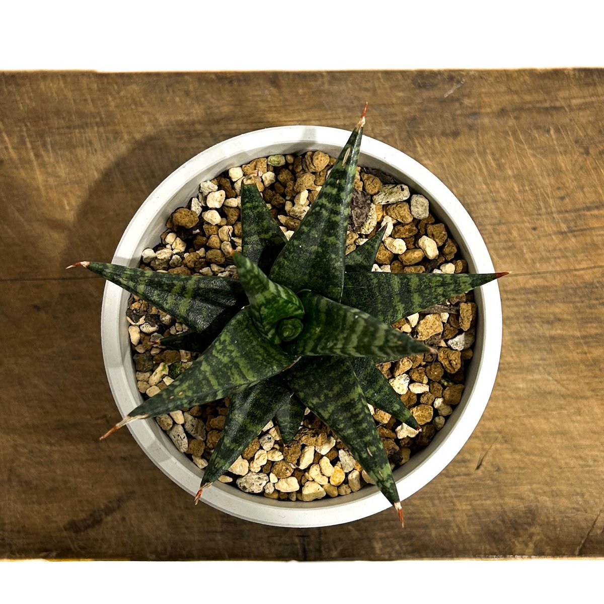 VIVAIA ADDRIANE メタリックダイヤモンド/ブラック 37 VIVAIA ADDRIANE メタリックダイヤモンド/ブラック 37 - メルカリ