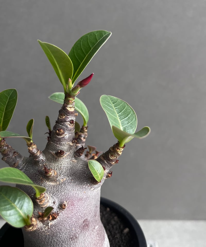 アデニウム アラビカム スーパー ドワーフ “ブラック” 「Adenium