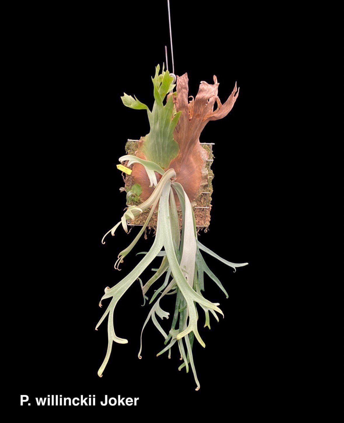 P. williinckii 'RU50' ビカクシダ ウィリンキー ビカクシダ