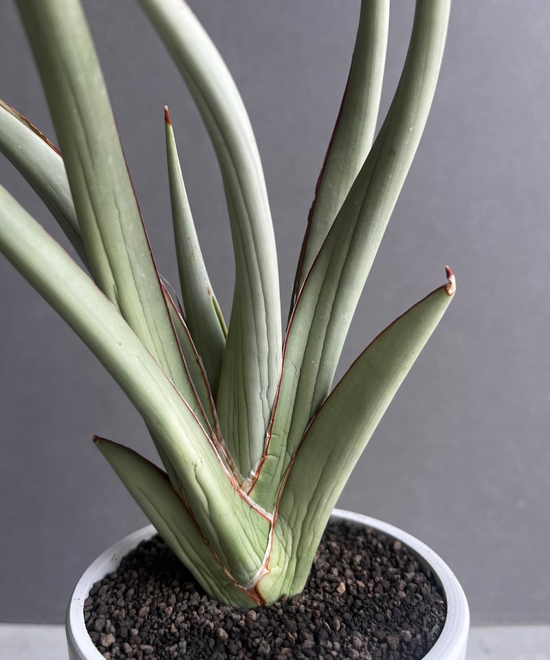 サンセベリア チャオプラヤ 「Sansevieria Chao Phraya」20B | SH