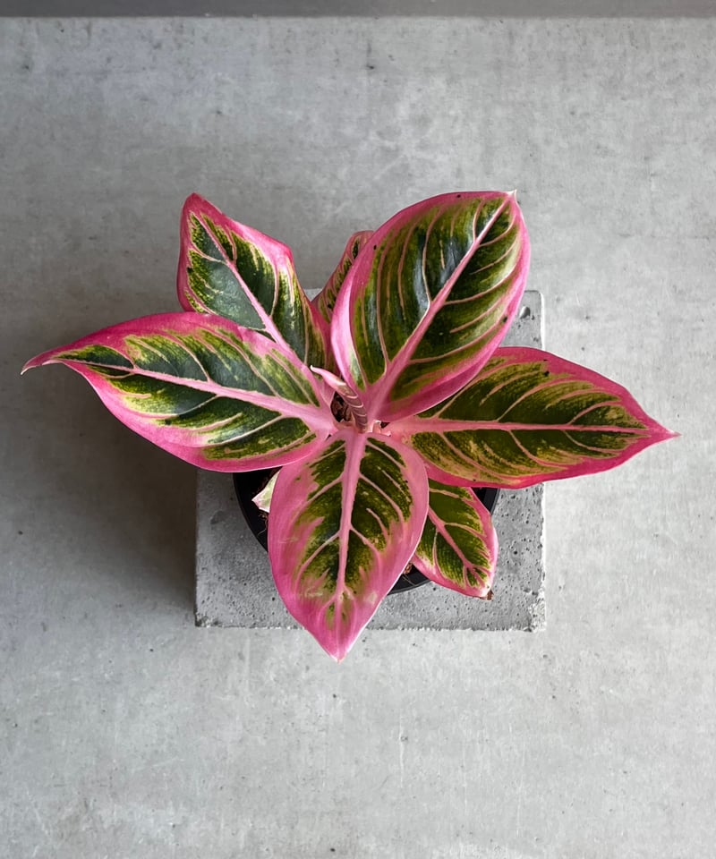 h*i様 【veil plants】アグラオネマ　ロータスデライト h*i様 【veil plants】アグラオネマ ロータスデライト - メルカリ