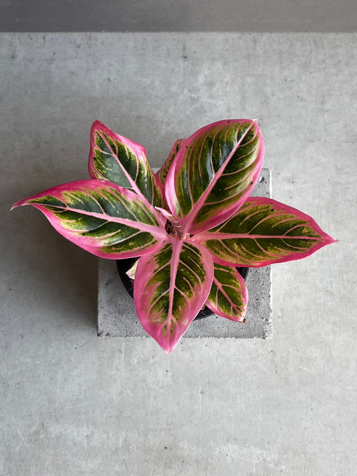 アグラオネマ ロータス デライト 「Aglaonema Lotus Delight」95E |