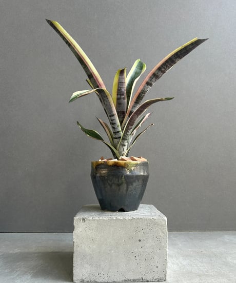 希少 コレクション株 オトンナ パキポダ isla del pescado-多肉植物-塊根植物-Othonna pachypoda