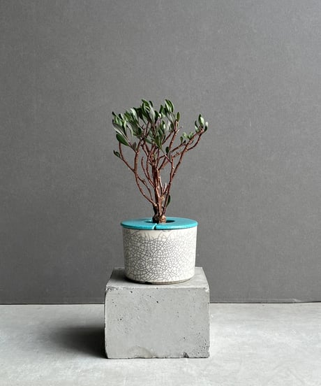 CATEGORY Plants | SHOUCHIKUEN