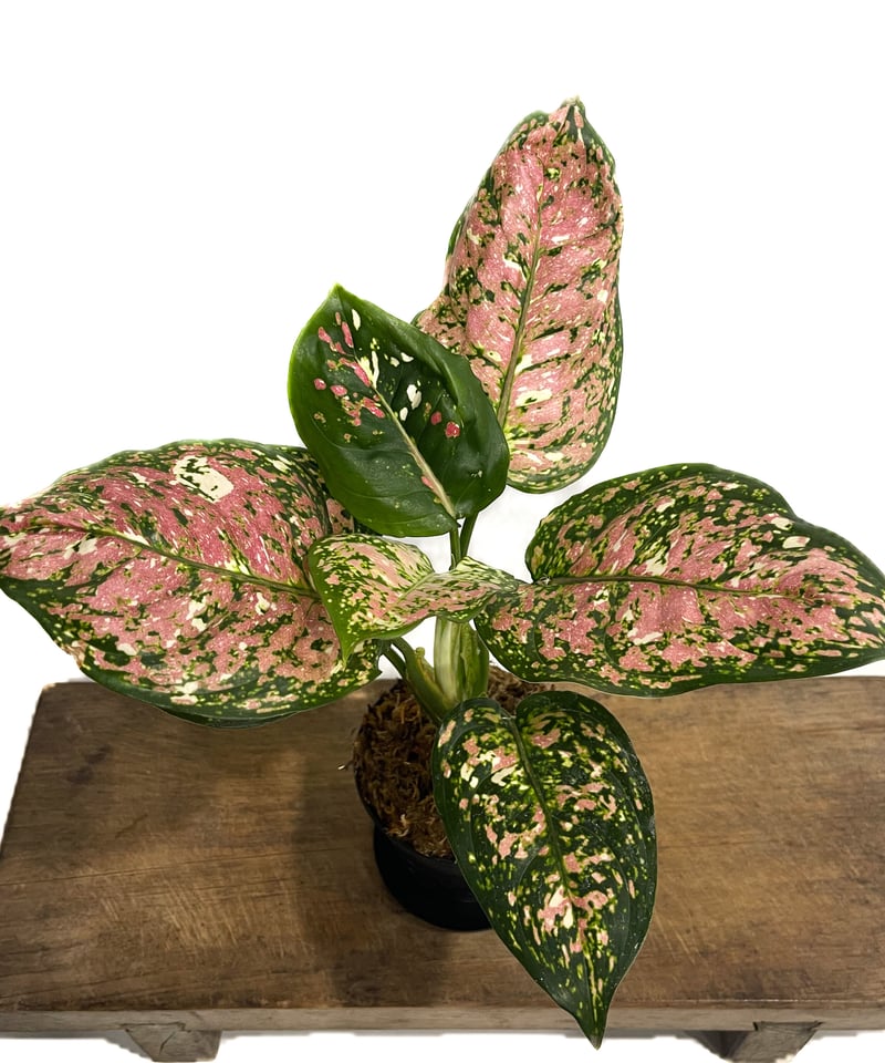アグラオネマ アンヤマニー トリカラー「Aglaonema Unyamanee
