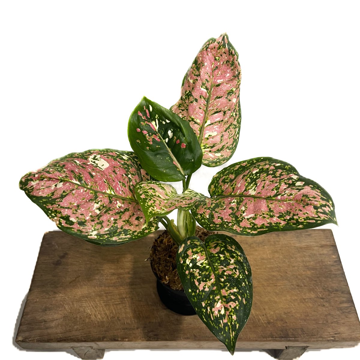 アグラオネマ アンヤマニー トリカラー「Aglaonema Unyamanee Tricolo