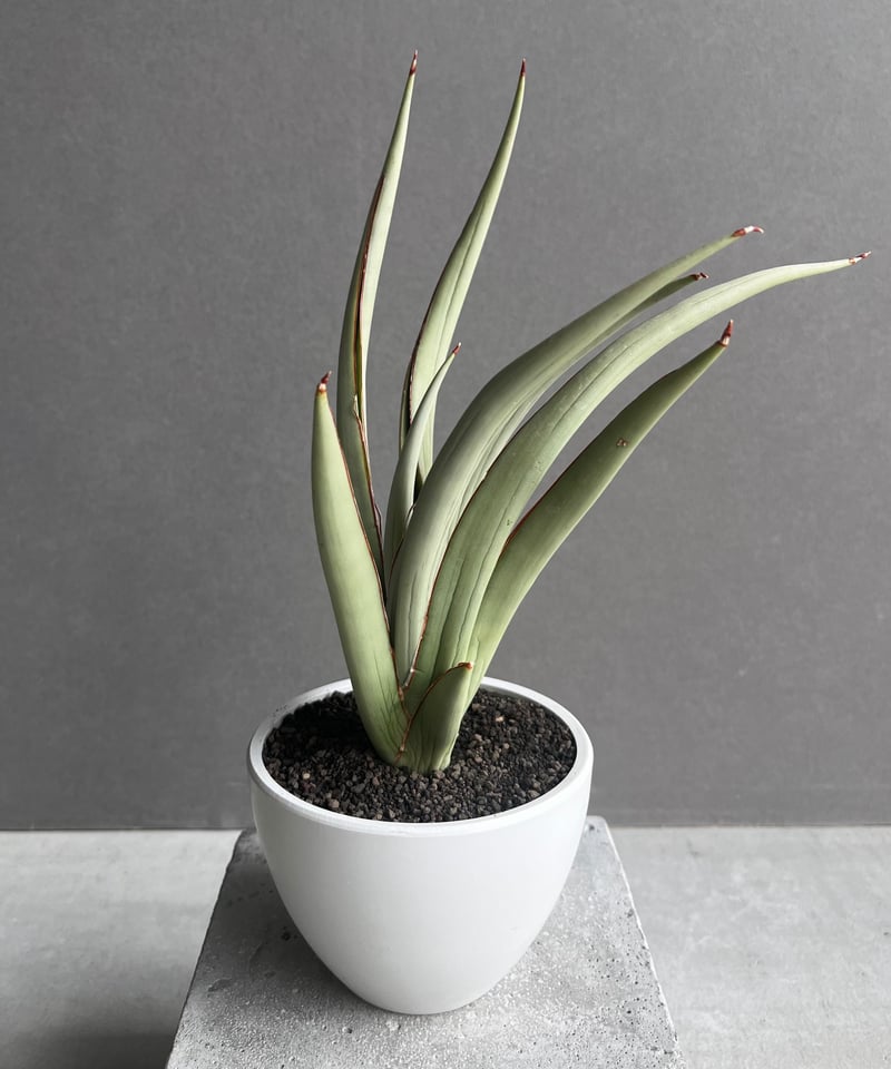 サンセベリア チャオプラヤ 「Sansevieria Chao Phraya」20B | SH