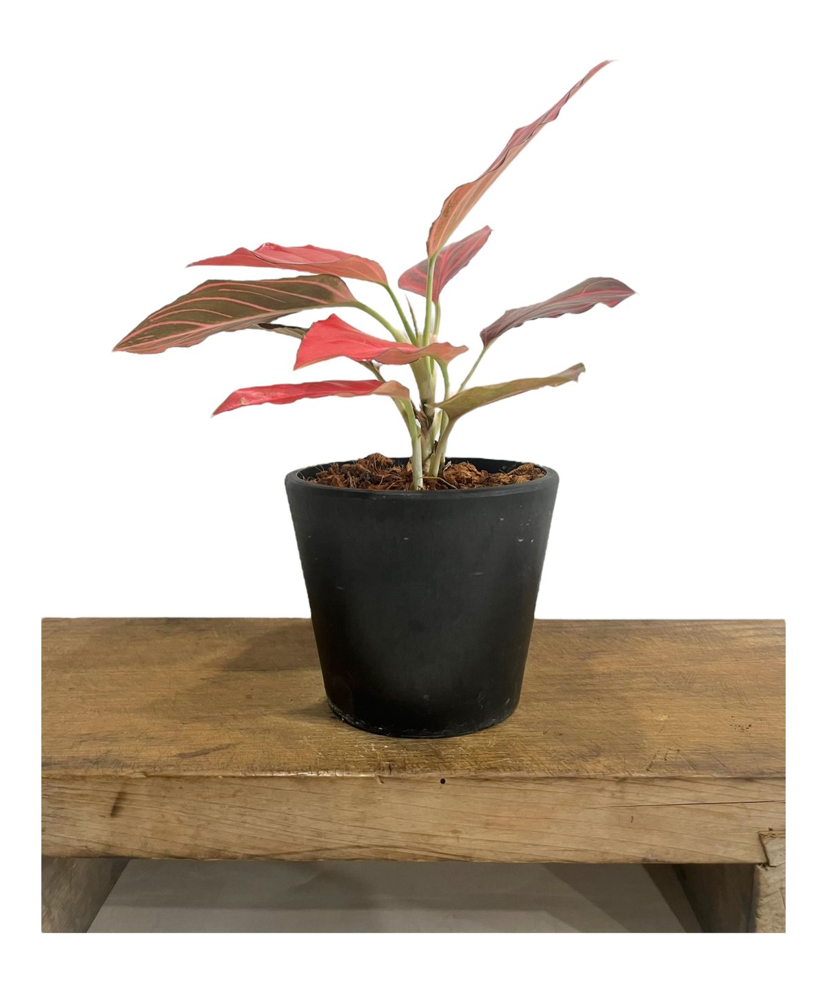 アグラオネマ レッド ベイン 「Aglaonema Red Vein」2U | SHOUCHI アグラオネマ レッド ベイン 「Aglaonema Red Vein」2U | SHOUCHI