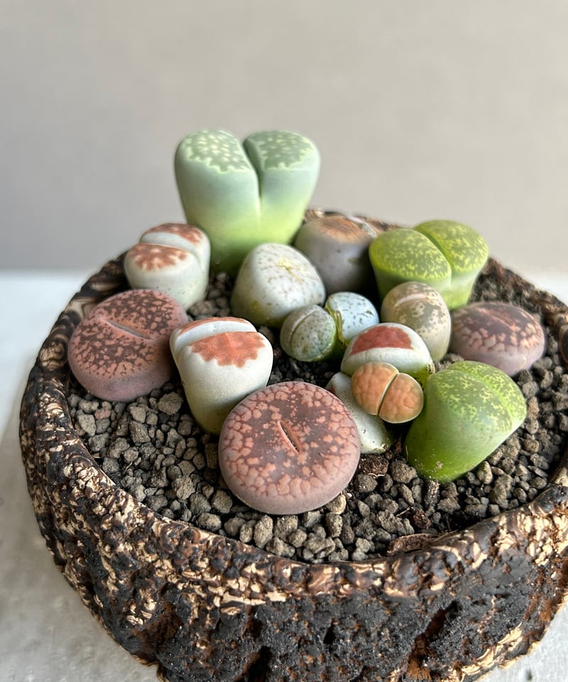リトープス + plantsmonsters pot「Lithops」69L | SHOUCH