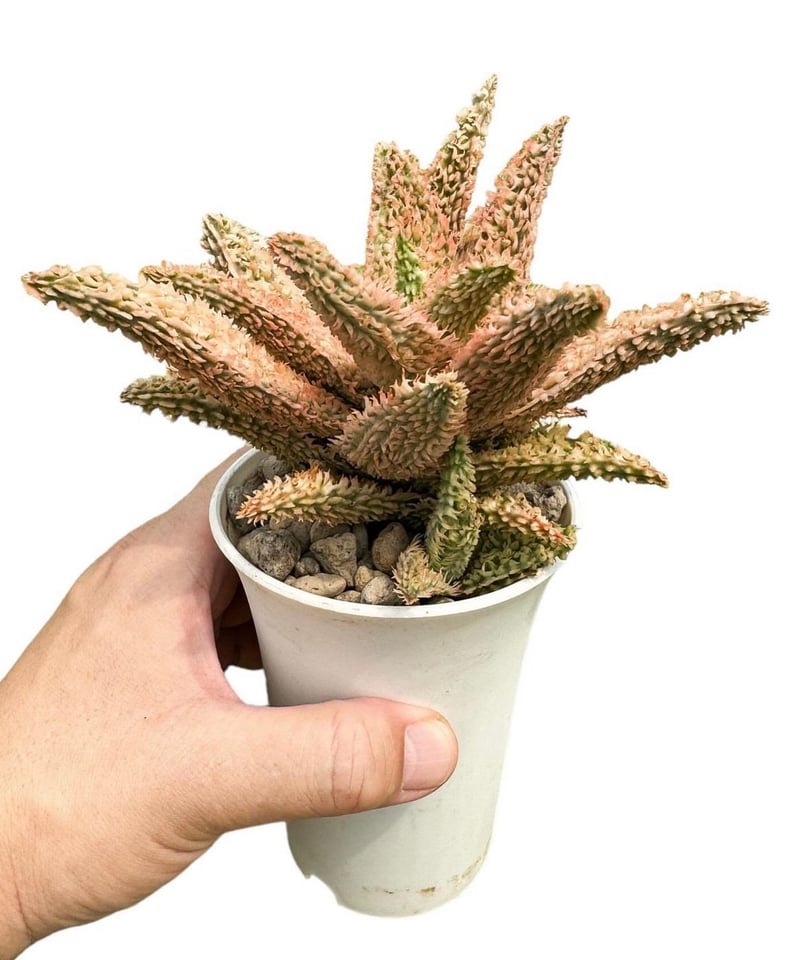 TCT アロエ テンプラ 親株 TCT アロエ テンプラ 親株 TCT Aloe hybrid Tempra アロエ