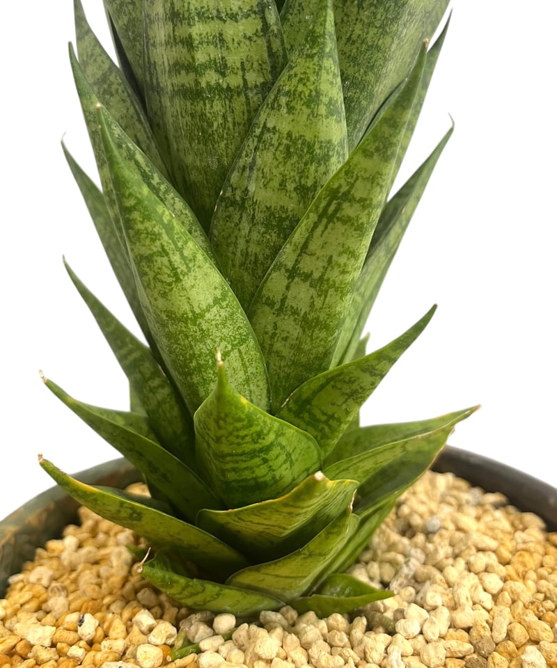 サンセベリア エーレンデル + Masaki Tomabechi (YON-HACHI) 「S