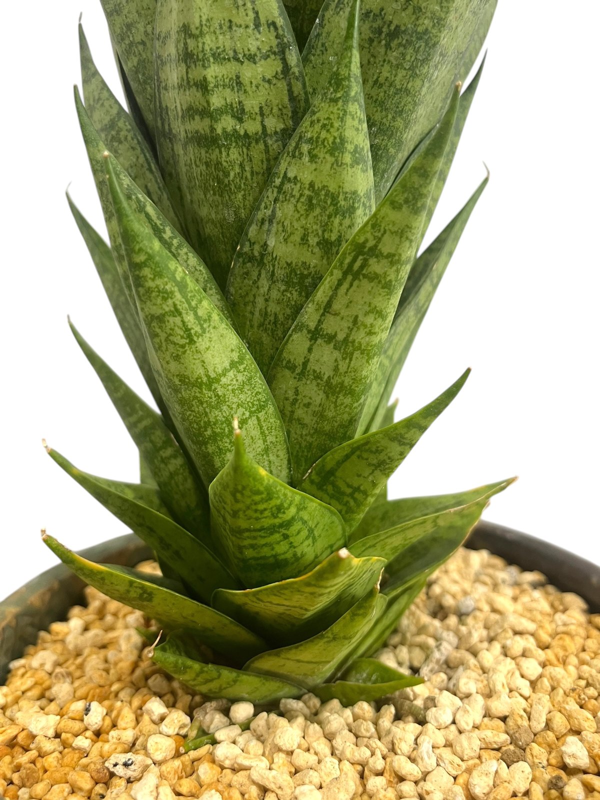 サンセベリア エーレンデル + Masaki Tomabechi (YON-HACHI) 「S