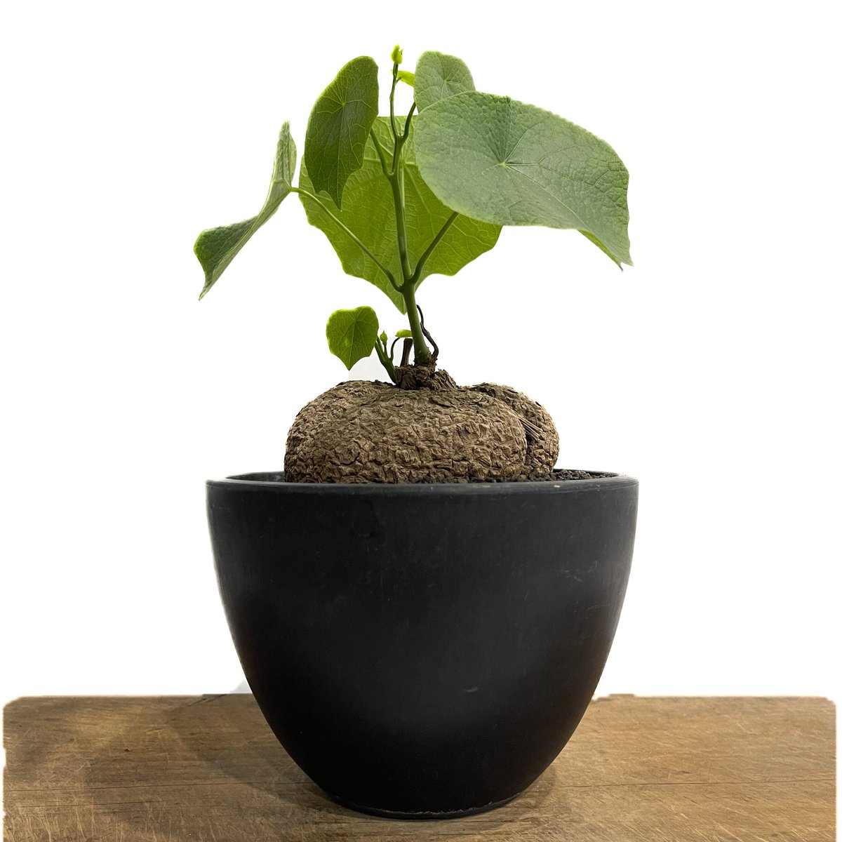 ステファニア スベローサ ”選抜個体” 「Stephania suberosa」6/20-80