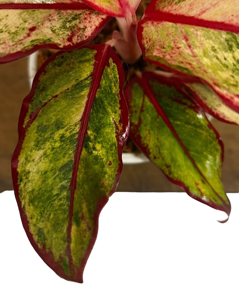アグラオネマ サイアム オーロラ 斑入 「Aglaonema Siam Aurora Vari