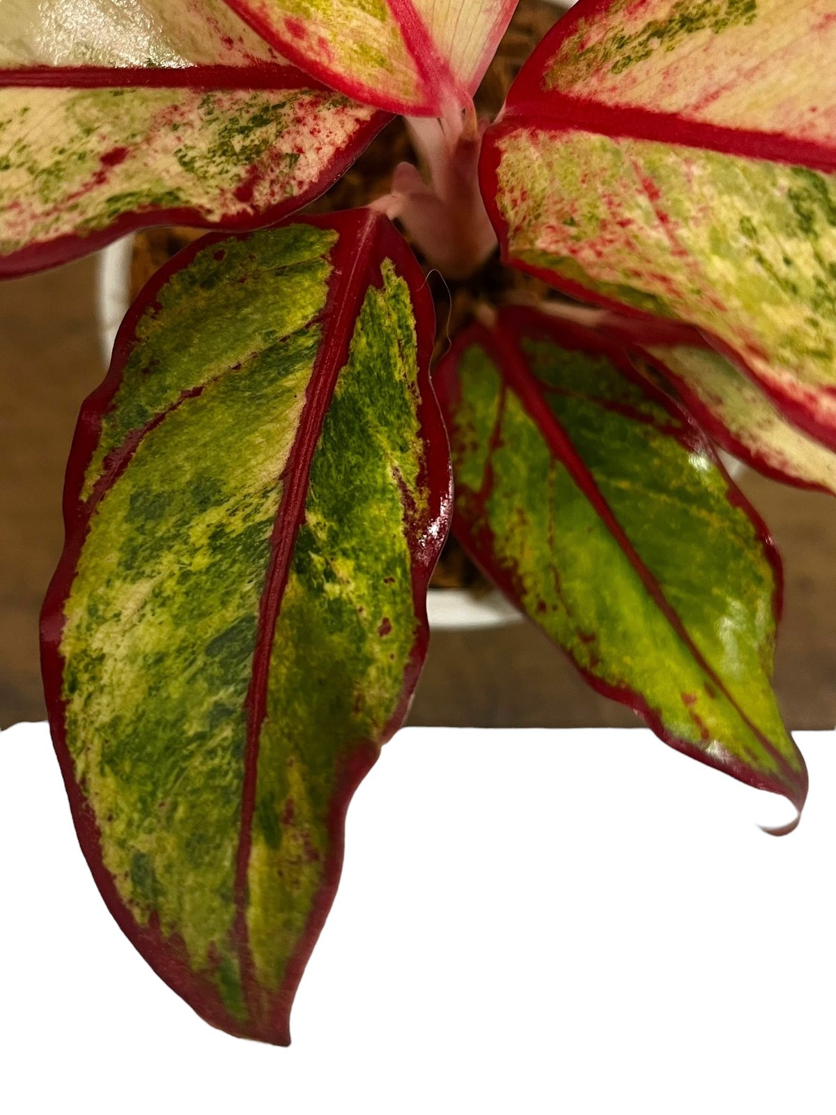 アグラオネマ サイアム オーロラ 斑入 「Aglaonema Siam Aurora Vari