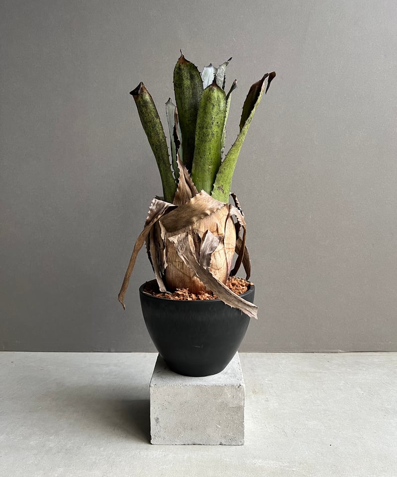 ブロメリア・エアープランツ Hohenbergia leopoldo-horstii x sp.357 ブロメリア・エアープランツ Hohenbergia leopoldo-horstii x sp