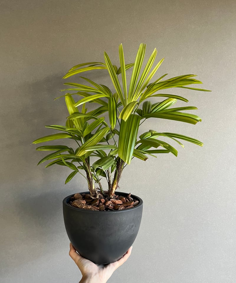 観音竹 “綾錦（あやにしき）” 「Rhapis excelsa」2N | SHOUCHIKUEN