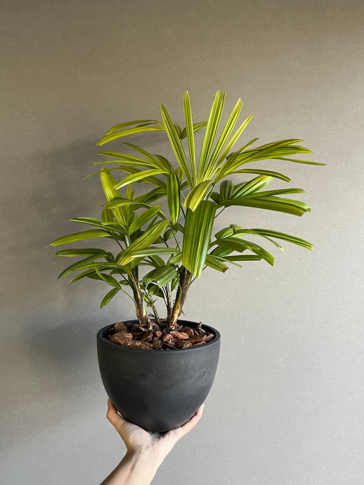 観音竹 “綾錦（あやにしき）” 「Rhapis excelsa」2N | SHOUCHIKUEN