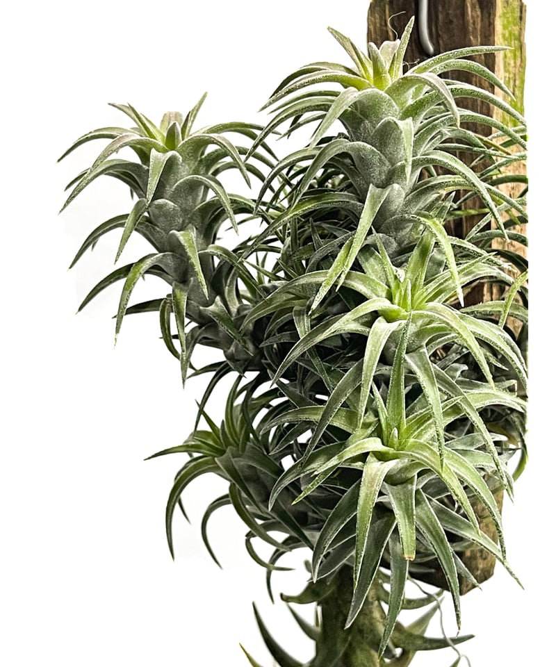 チランジア イオナンタ バンハイニンギー クランプ 流木付き 7個程