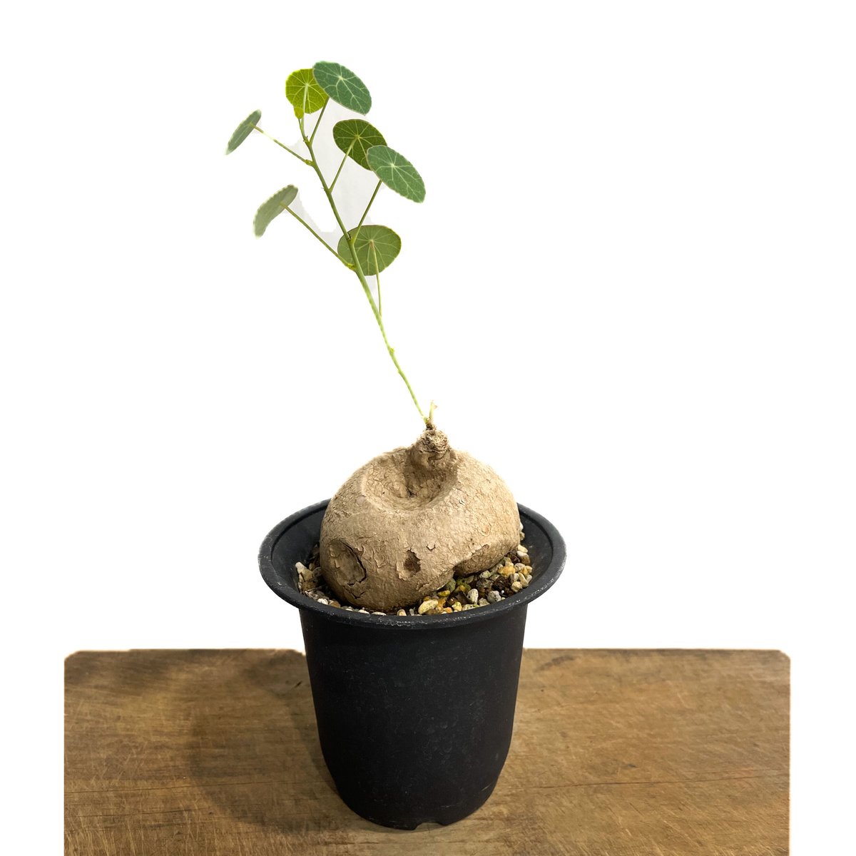 ステファニア エレクタ 丸株 美株 Stephania erecta 塊根植物 ステファニア エレクタ 選抜個体「Stephania erecta」6/25-850