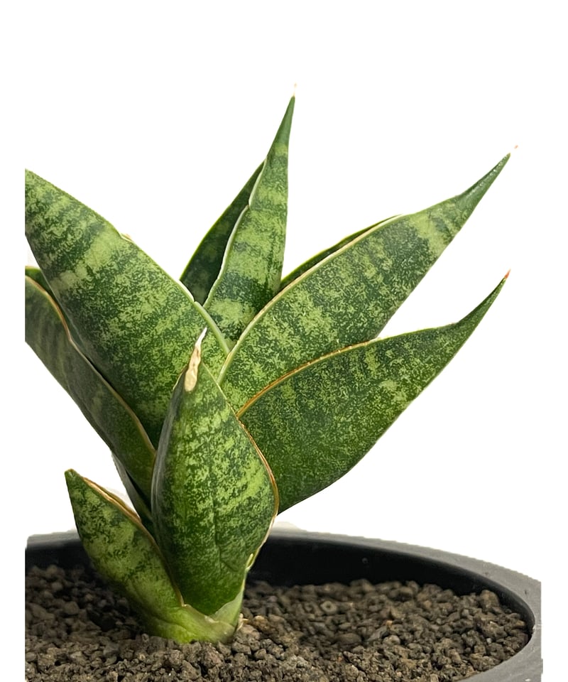サンセベリア シンドロ「Sansevieria Sindro」36E-1 | SHOUCHIKUEN サンセベリア シンドロ「Sansevieria Sindro」36E-1 | SHOUCHIKUEN