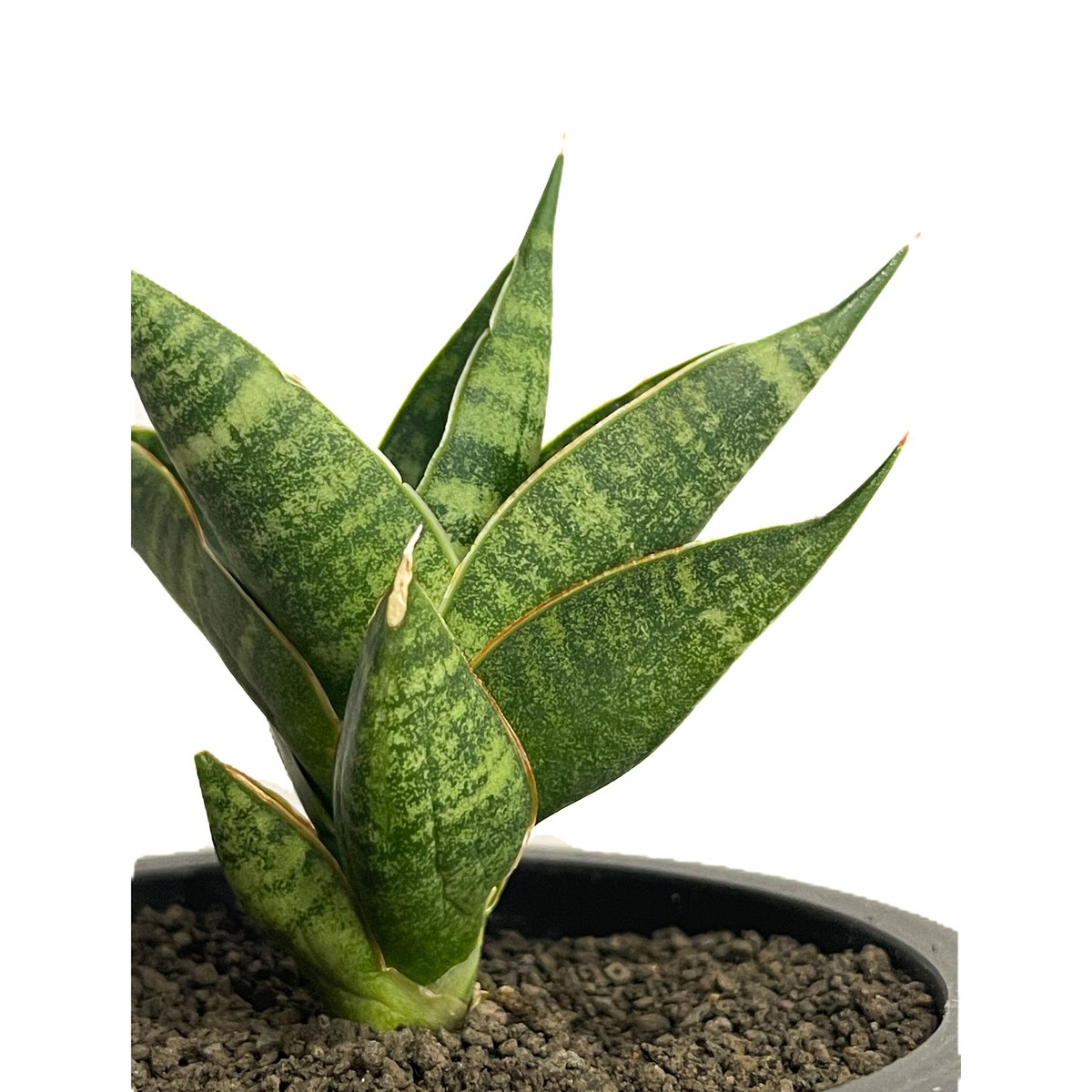 サンスベリア Sansevieria Sinus-simiorum A Sansevieria Sinus-Simiorum | organically grown succulent