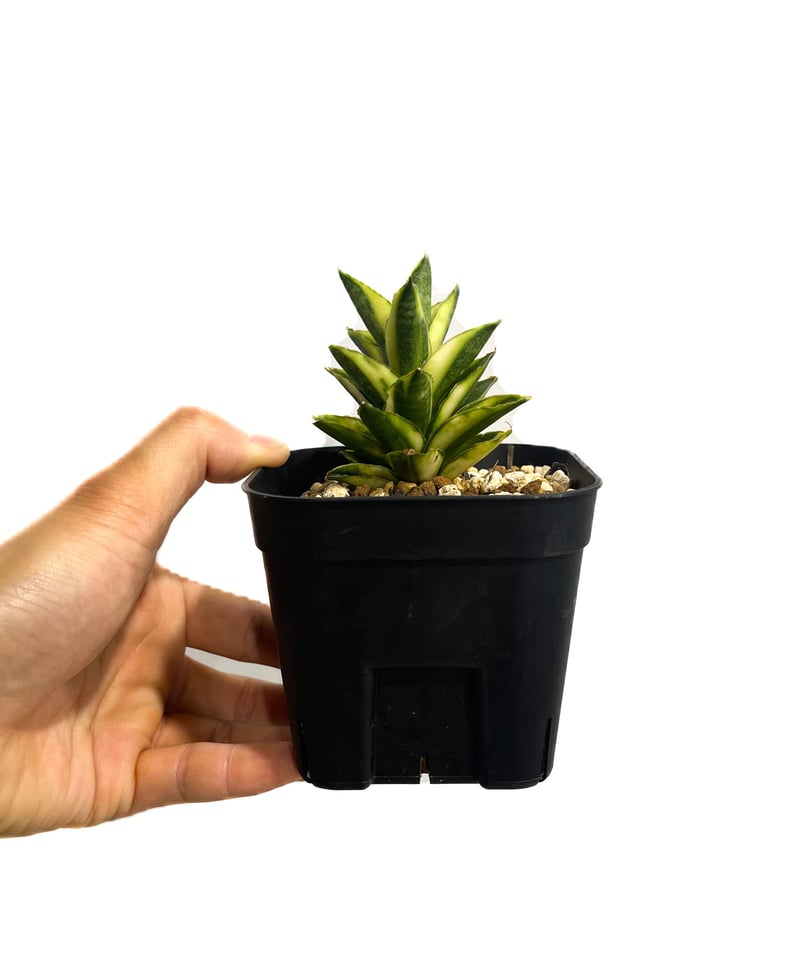 EMP サンセベリア パゴダ / SA357 EMP サンセベリア パゴダ / SA357 EMP サンセベリア パゴダ / SA357