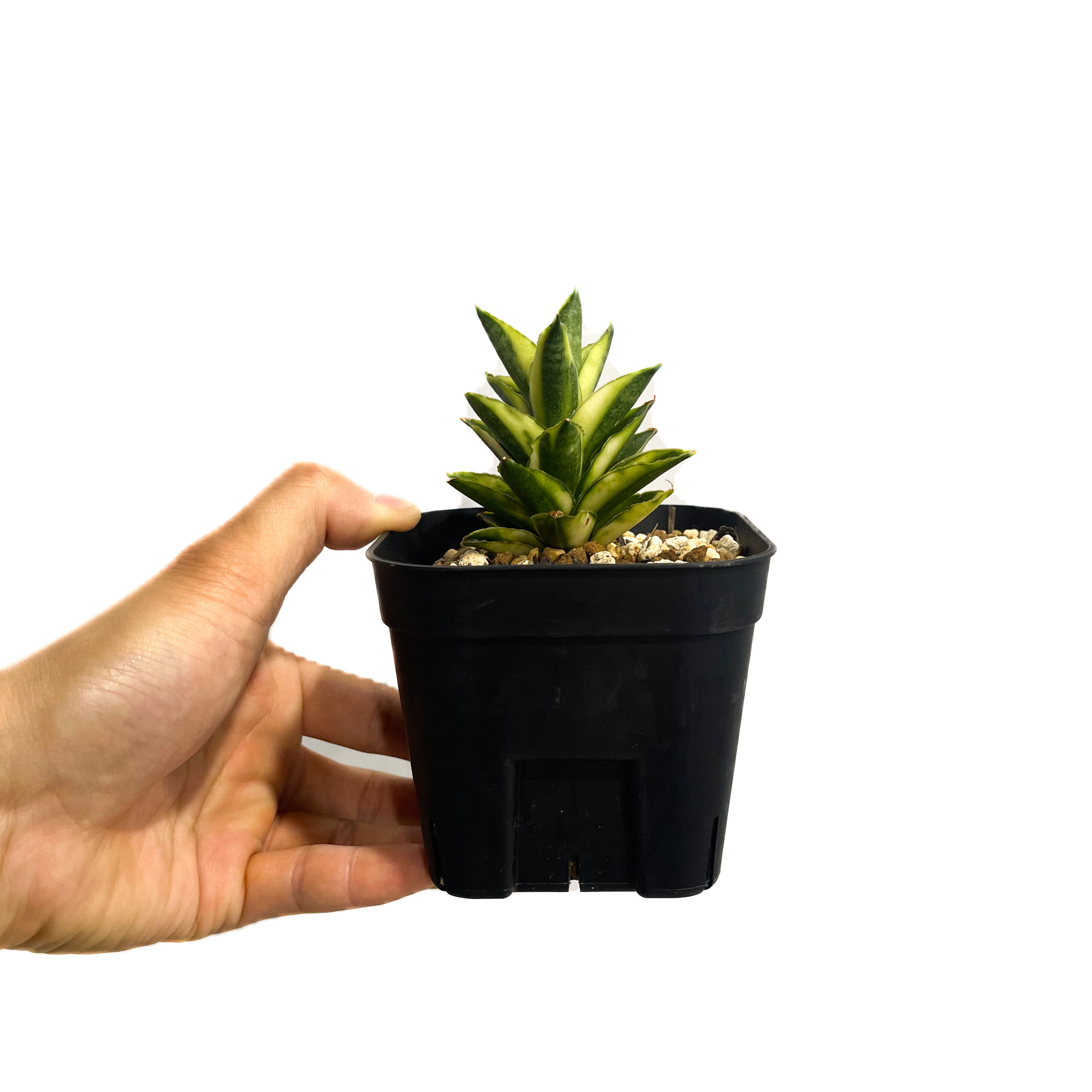 サンセベリア パゴダ 斑入 ドワーフ タイプ 「Sansevieria Pagoda var.