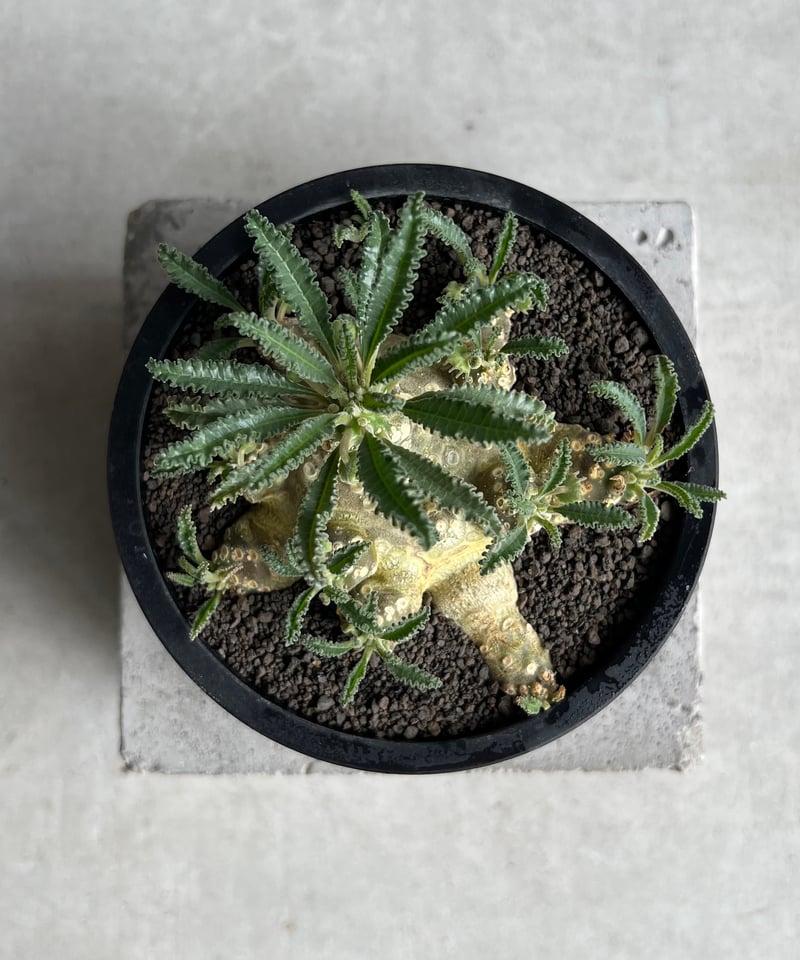ドルステニア ラブラニー(多頭タイプ) 実生苗 「Dorstenia lavrani seed