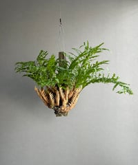 アグラオネマ サイアム ジェイド「Aglaonema Siam Jade」15F-2 | SH