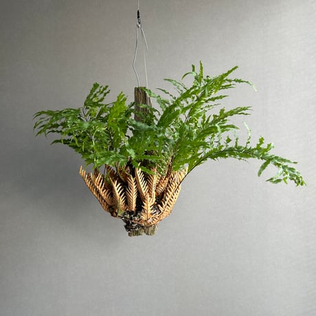 ドリナリア | STORES