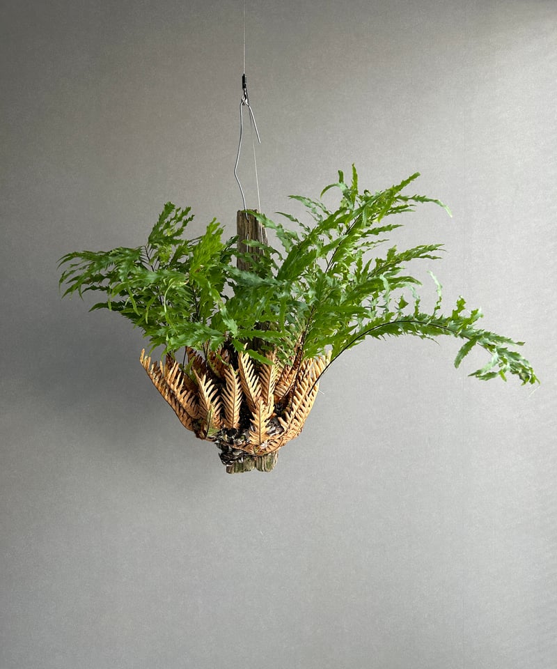 ドリナリア リギデュラ「Drynaria rigidula」5L | SHOUCHIKUEN