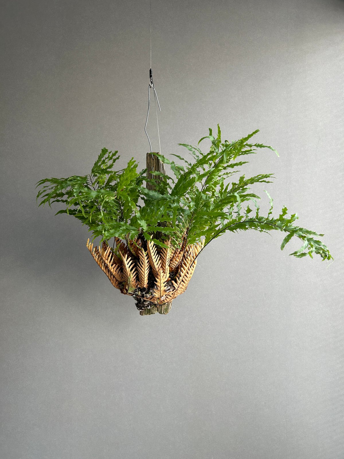 ドリナリア リギデュラ 新芽【Drynaria rigidula 】 E101 ドリナリア リギデュラ 新芽【Drynaria rigidula 】 E101 ドリナリア