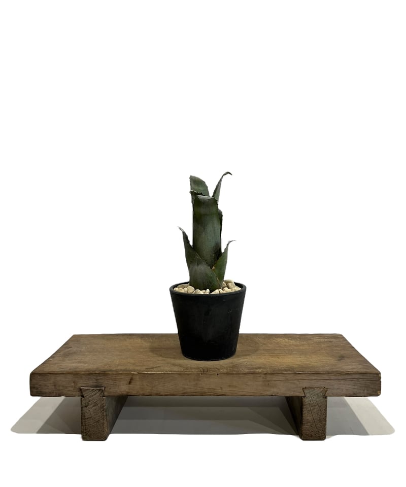 ホヘンベルギア sp. 357 「Hohenbergia sp. 357」 49H | SHO