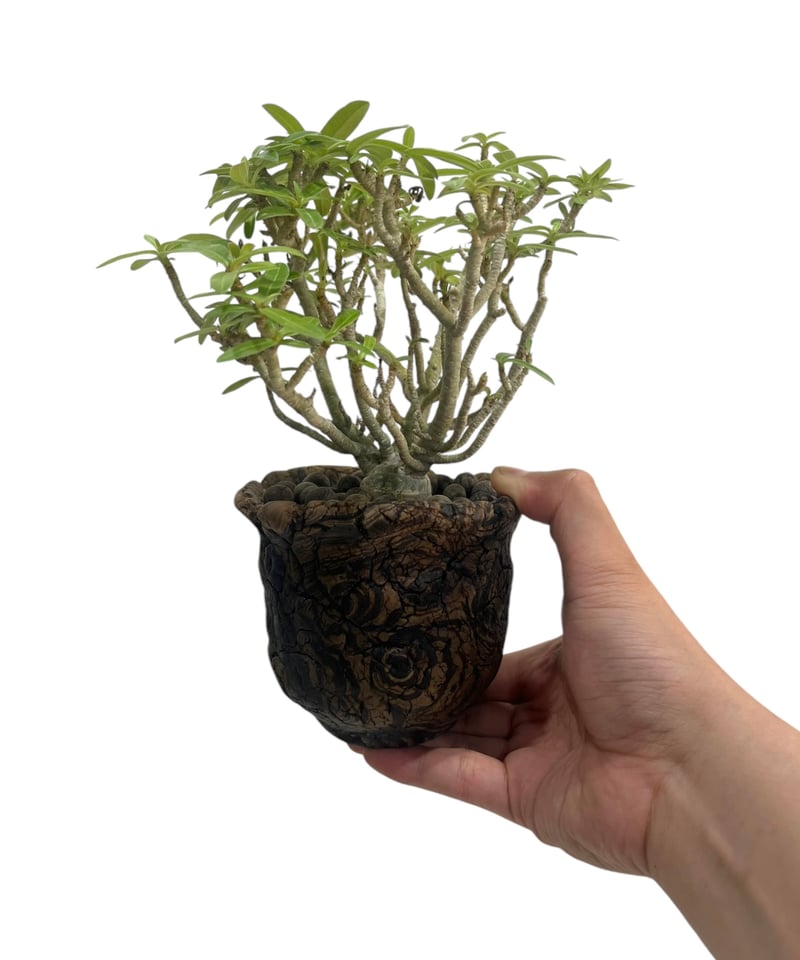 アデニウム オベスム 選抜個体 接木 + plantsmonsters pot 「Adeniu