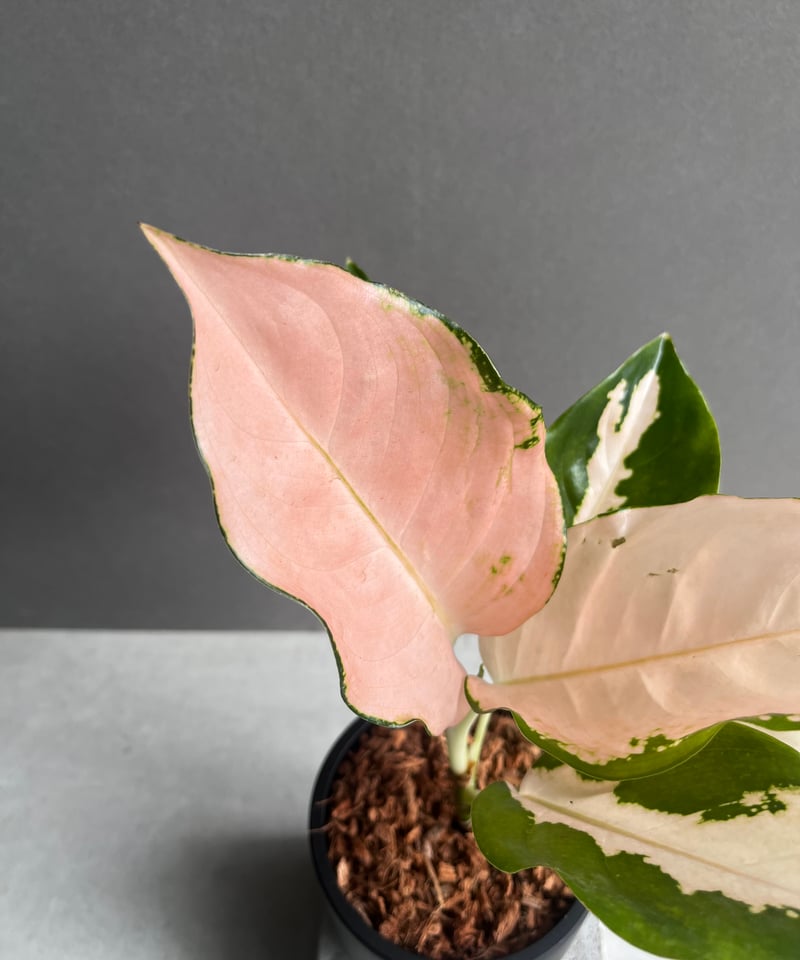 アグラオネマ コーチン ピーチ 「Aglaonema Cochin.Peach」59B | S