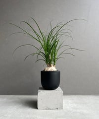 ビカクシダ ベイチー ノーシールド (子株)「P. veitchii no shield (p