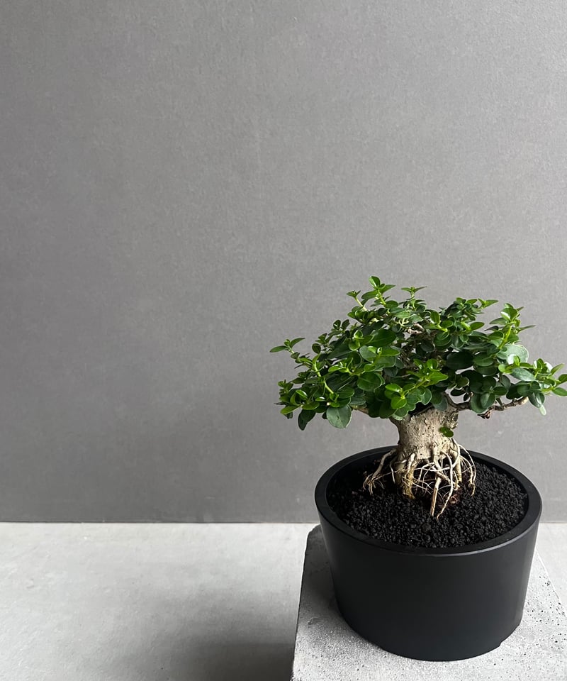 うち” 盆栽 「“UCHI” BONSAI 」77A | SHOUCHIKUEN