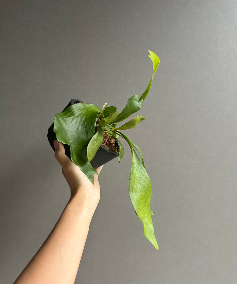 ビカクシダ ゴースト ハンズ 子株 (P. ウィリンキーx P.コロナリウム