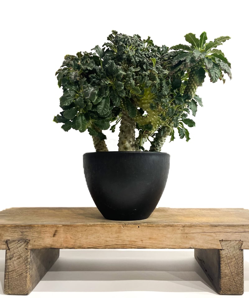 ドルステニア ラブラニー x フォエチダ 綴化「Dorstenia lavrani x foe