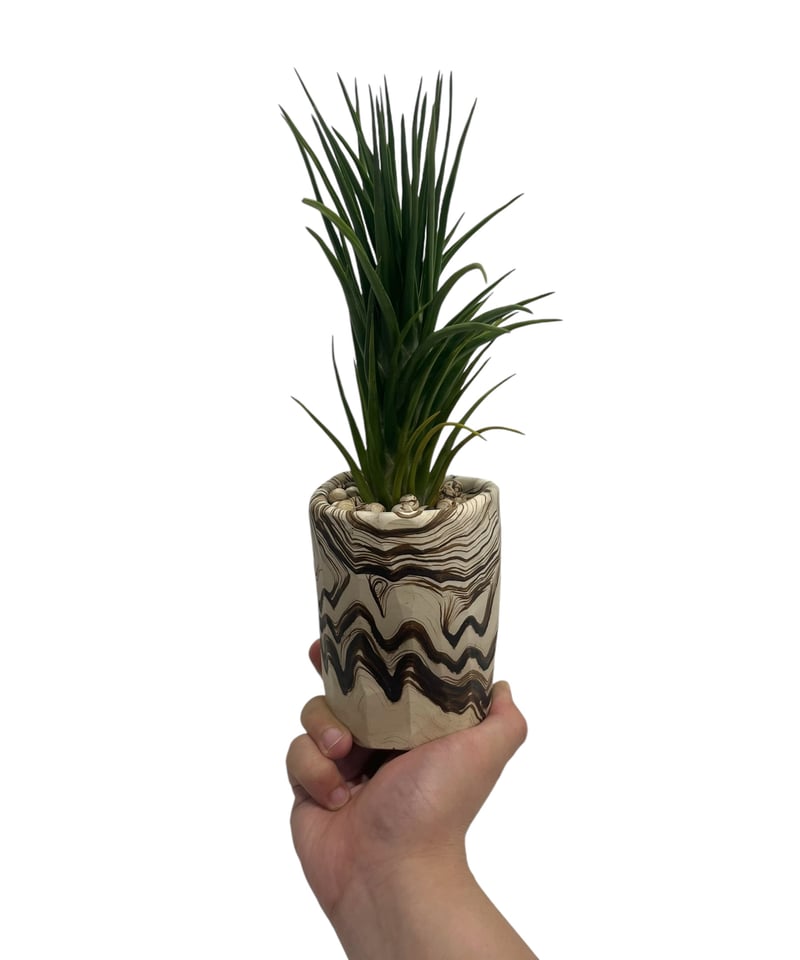 Tillandsia Joel Superior 速達発送 Tillandsia Joel Superior 速達発送 - メルカリ