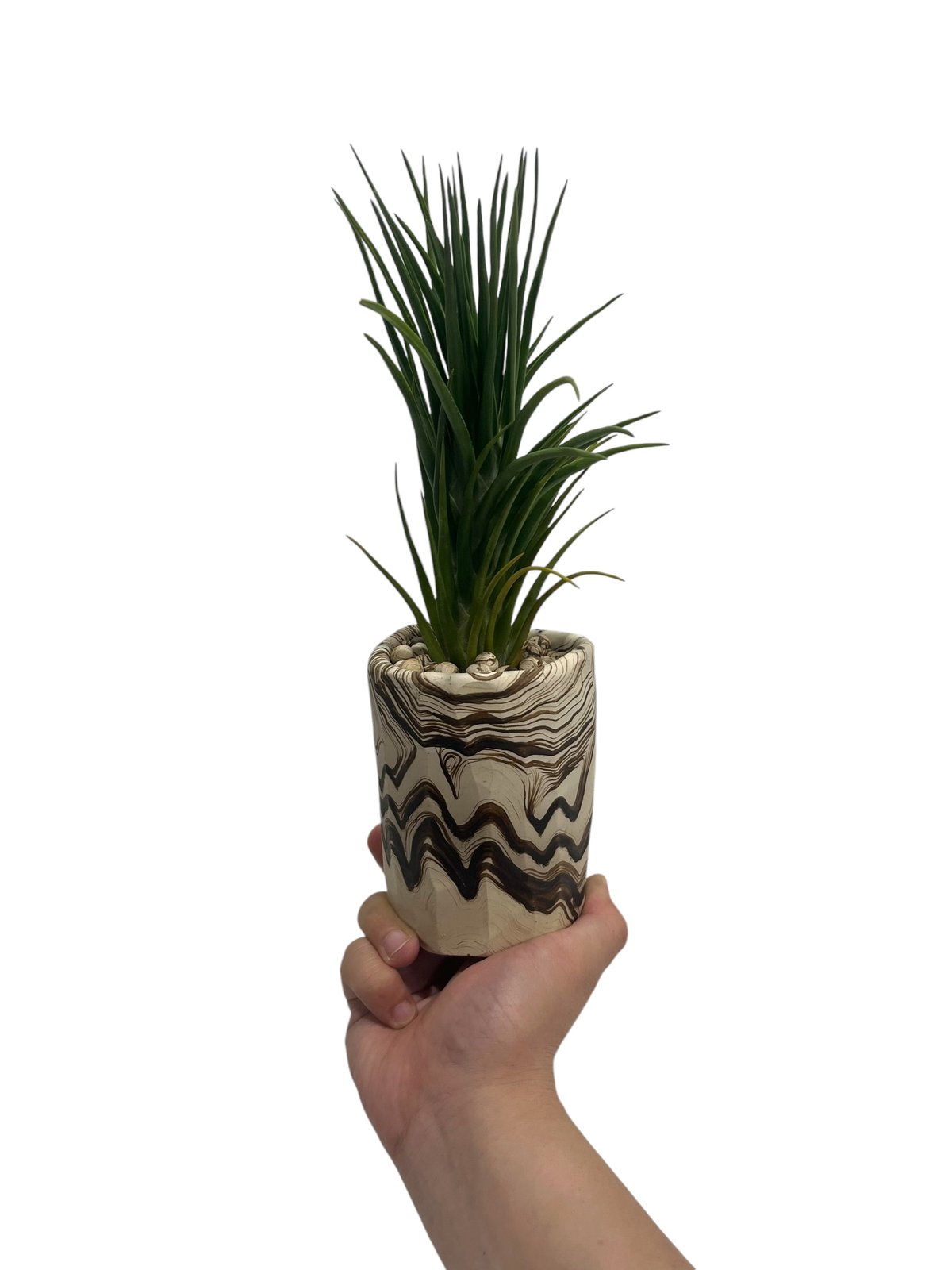 ティランジア ジョエルズ ツイスト シスター + pmp 「Tillandsia Joel's