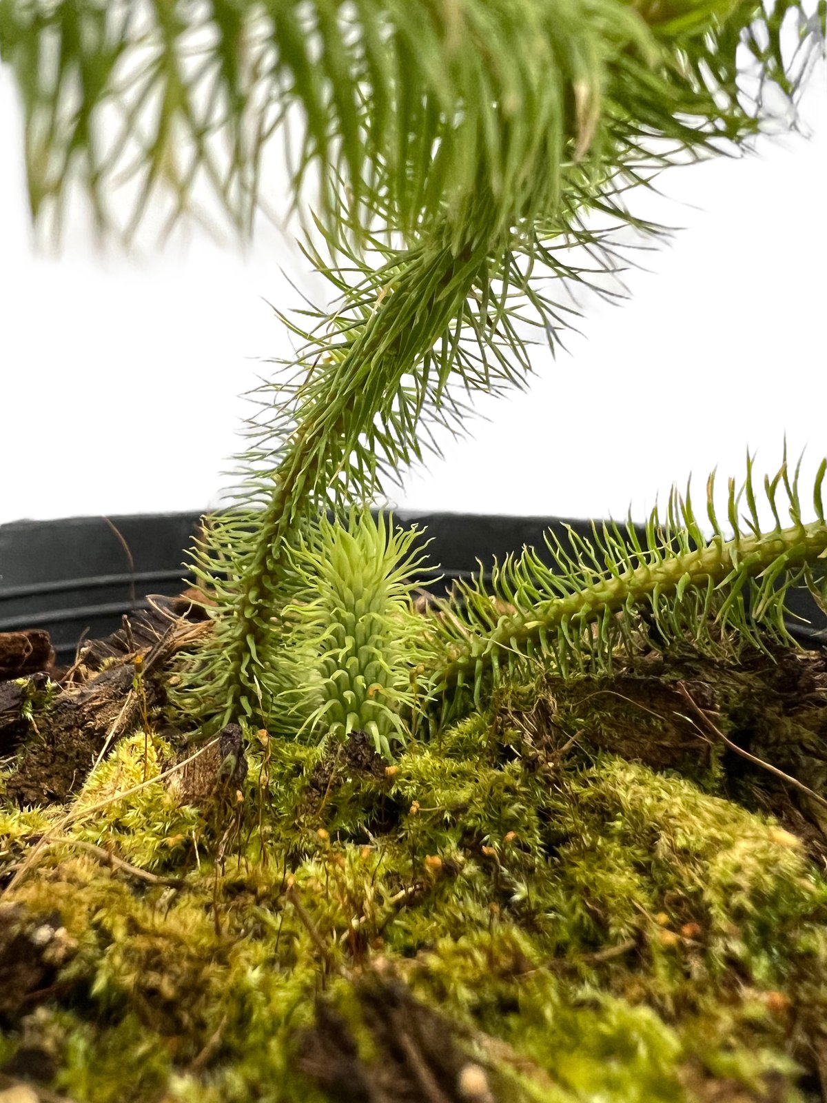 フぺルジア スクアローサ ヴェルチクラータ「Huperzia squarrosa vertic