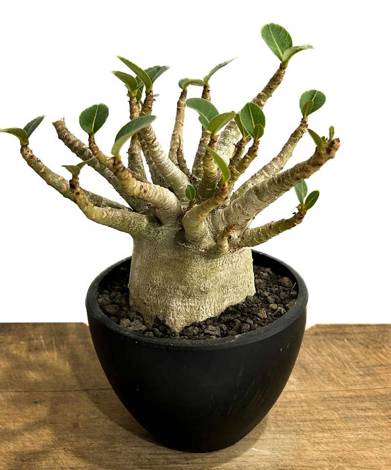アデニウム スーパードワーフ 「Adenium super dwarf」3/9-133 | S