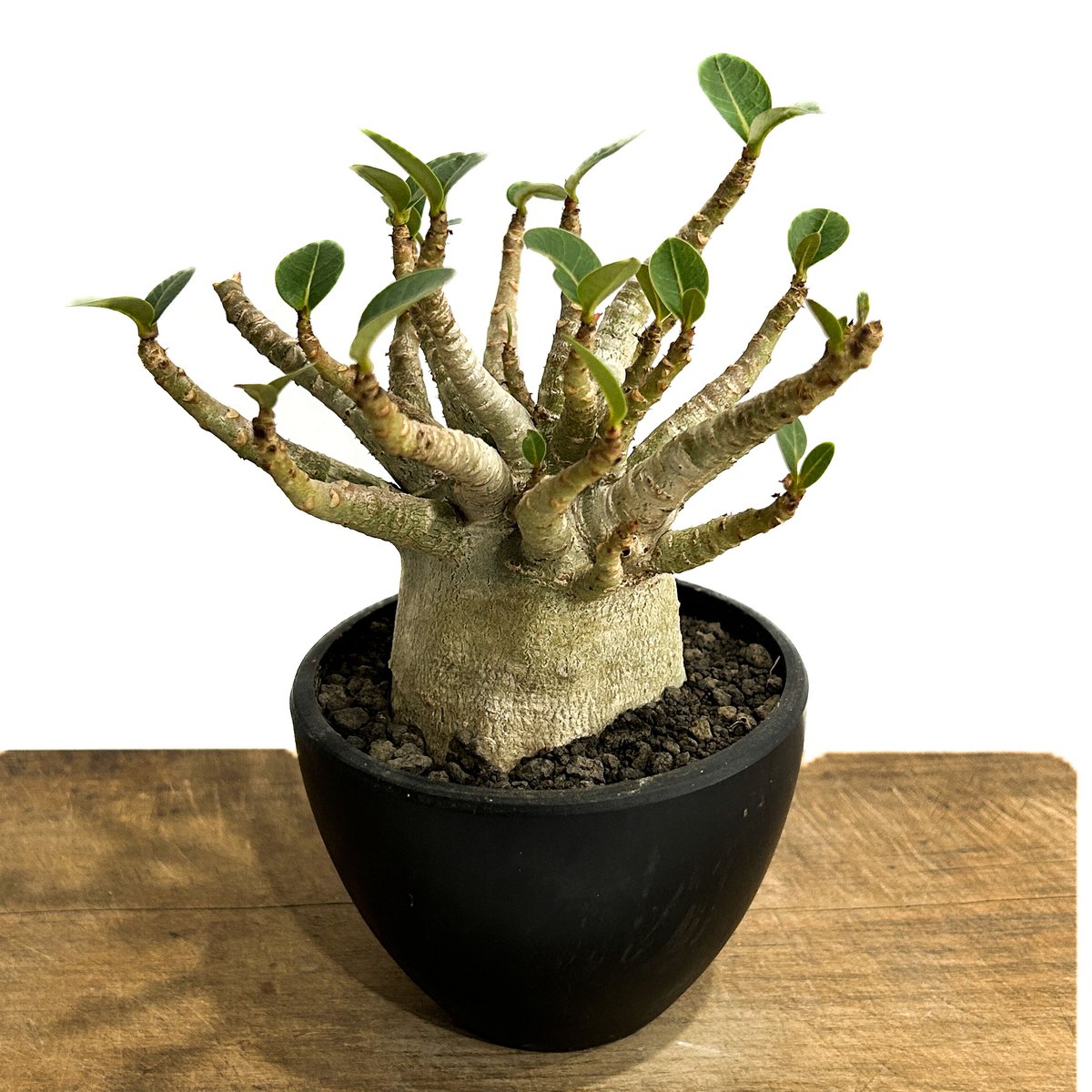 アデニウム スーパードワーフ 「Adenium super dwarf」3/9-133 | S