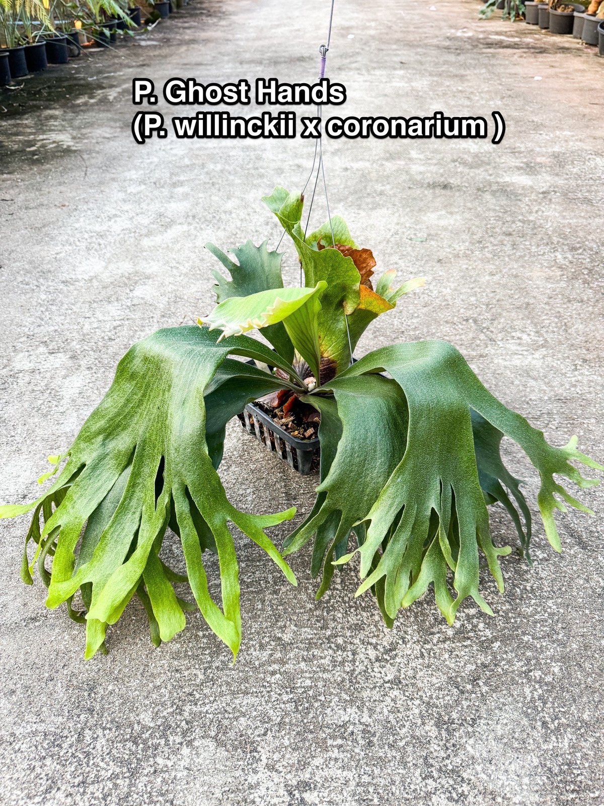 ビカクシダ ゴースト ハンズ 子株 (P. ウィリンキーx P.コロナリウム