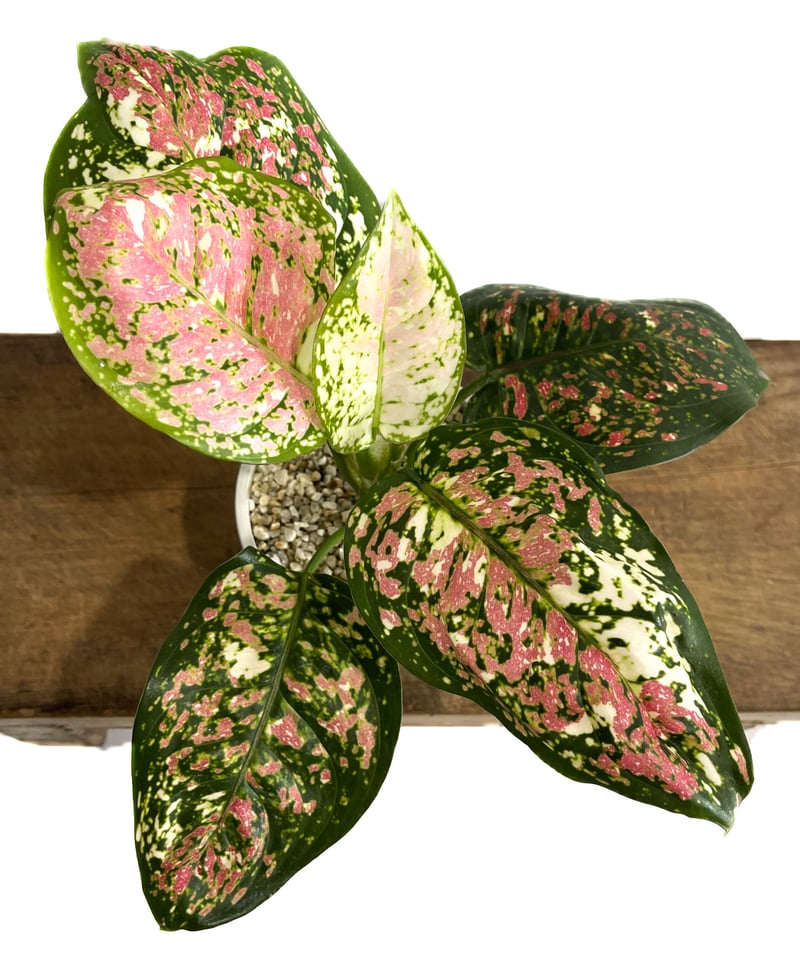 あられAglaonema“ANDAMAN” 芋 アグラオネマ アンヤマニー トリ